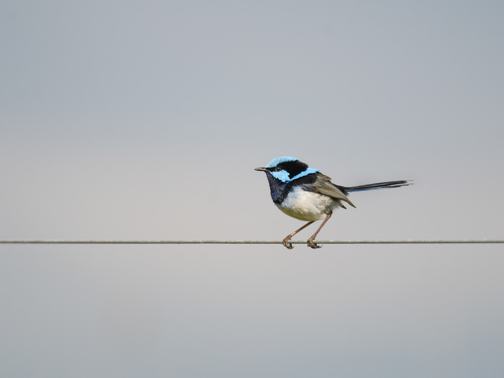 Bird On A Wire