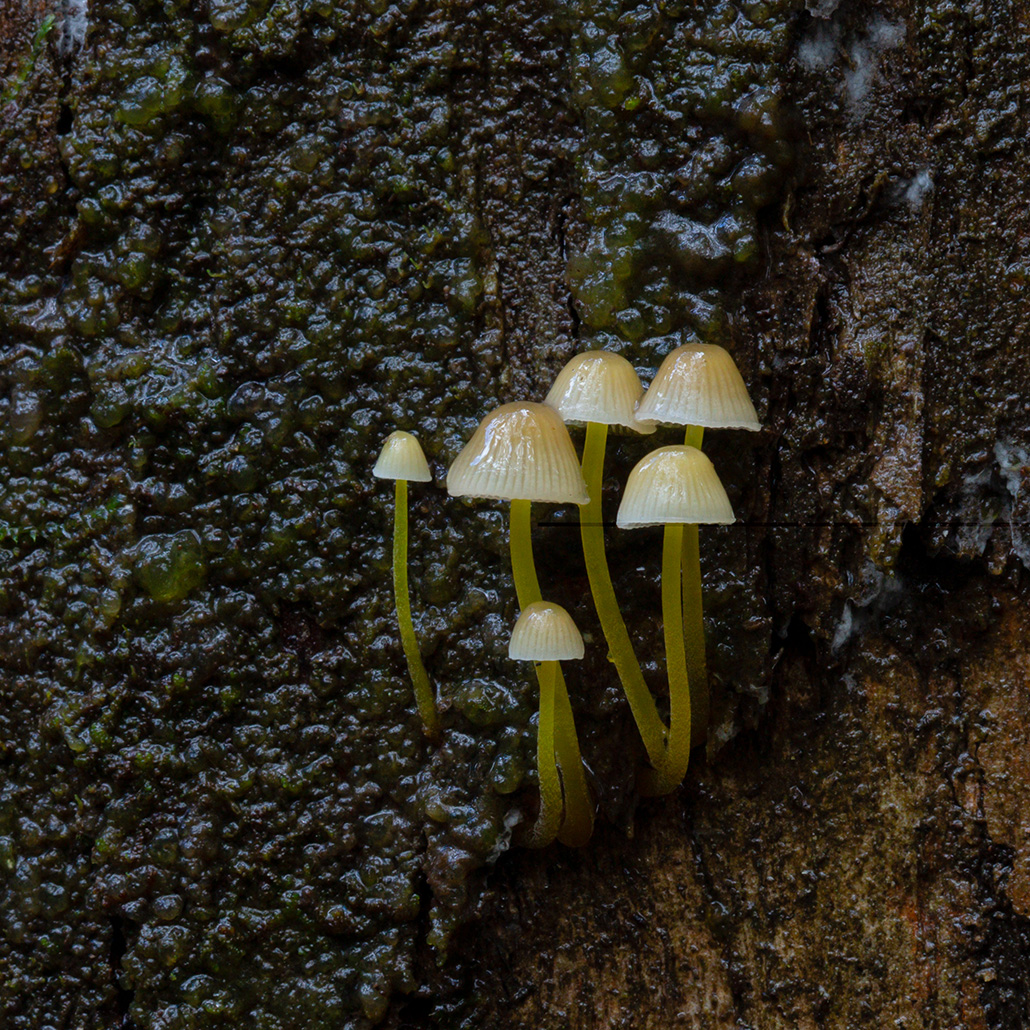 2023 08 D OGroup Fungi Copy