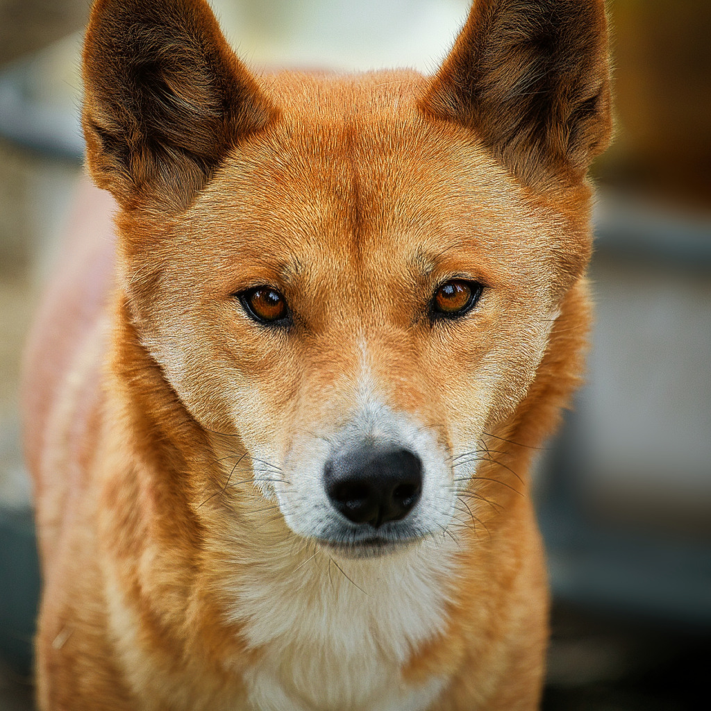 Dingo Stare