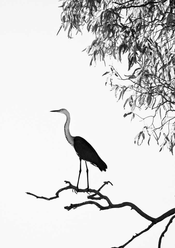 Pacific Heron