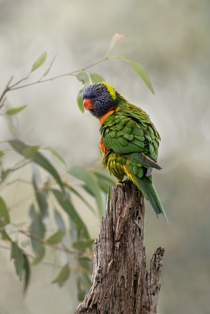 Lovely Lorikeet