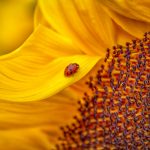Jun 2026 Competition – Print & Digital Entries